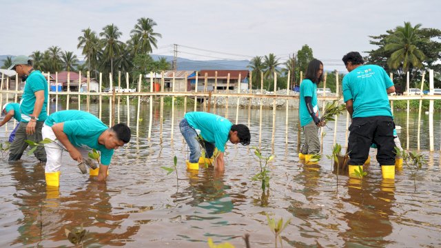 PT Vale IGP Pomalaa kolaborasi restorasi ekosistem pesisir dalam rangka mendukung kelestarian lingkungan. Foto: Istimewa.