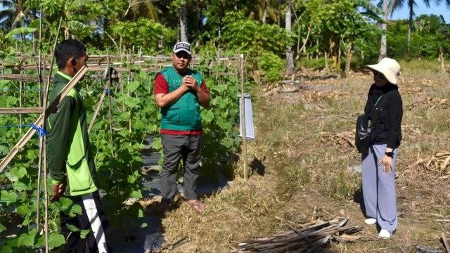 Petani budidaya timun hijau yang dibantu LAZ Hadji Kalla. Foto: Istimewa.