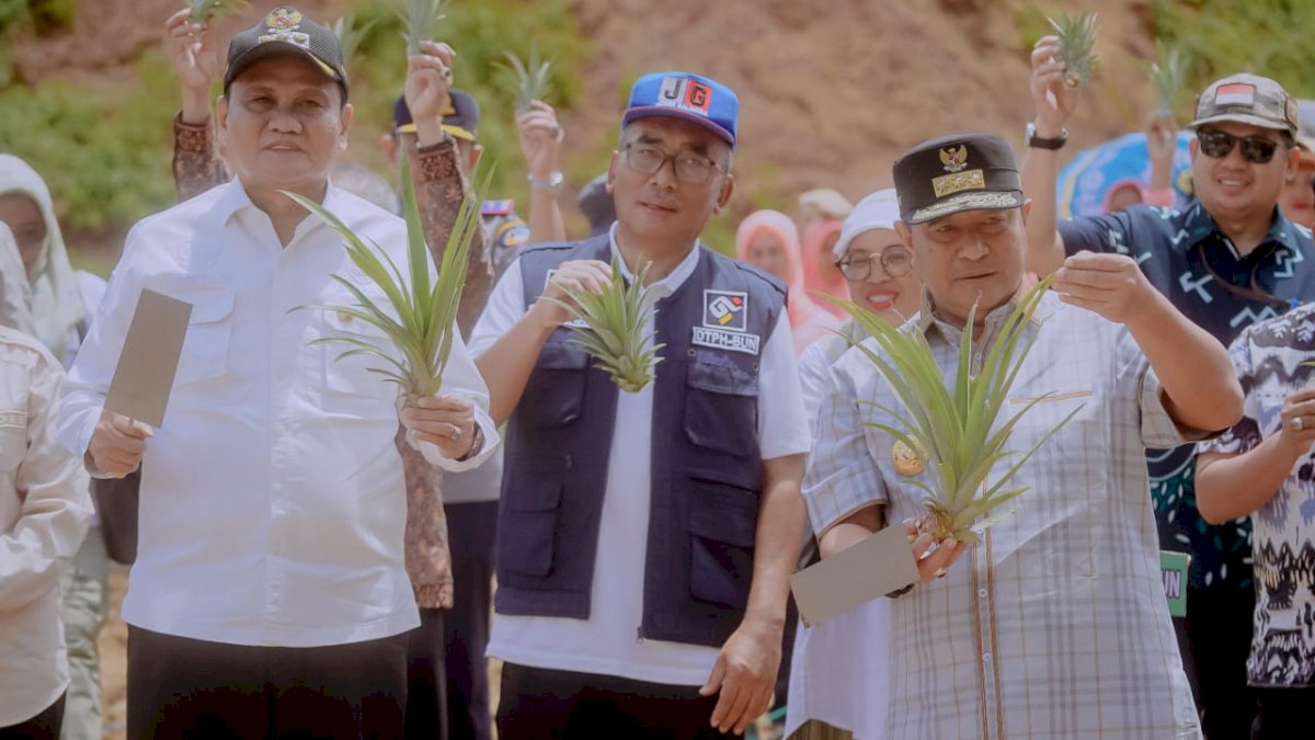 Bupati Barru Dampingi, PJ Gubernur Sulsel Panen Pertanian Nenas di Barru