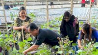 Aplikasikan Urban Farming di Makassar, Warga Tamamaung Panen Cabai, Tomat, dan Terong Ungu di Longwis