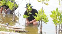 Upaya Nyata Menyelamatkan Lahan Kritis Akibat Abrasi, BRI Salurkan Ribuan Bibit Mangrove Kelompok Tani di Muaragembong