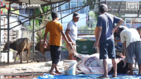 Foto: Bapenda Makassar Gelar Pemotongan Hewan Kurban