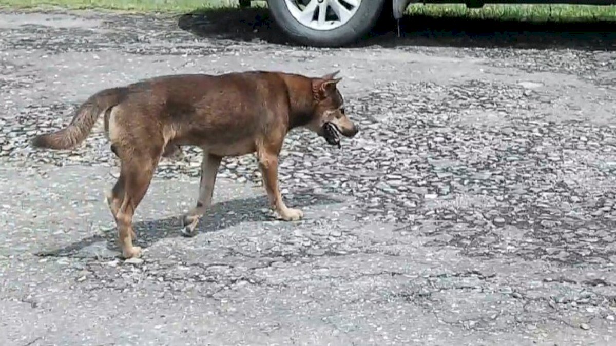 Rabies di Sulsel Capai 5.148 Kasus, Renggut Dua Nyawa
