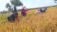 Babinsa Kodim 1425 Jeneponto Turun Ke Sawah Bantu Petani Panen Padi