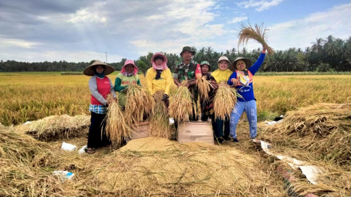 Babinsa Kodim 1425 Jeneponto Kembali Menunjukkan Komitmennya Wujudkan Ketahanan Pangan Di Wilayah