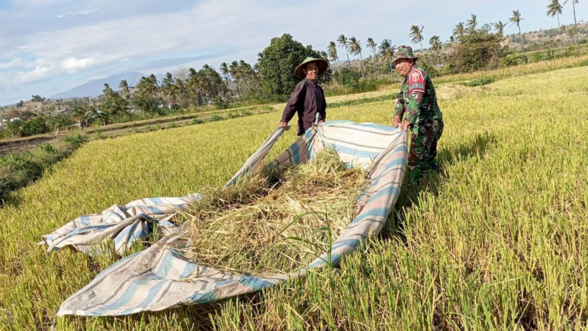 Kolaborasi Bersama Petani, Babinsa Koramil 1425-03 Tamalatea Sukseskan Program Ketahanan Pangan