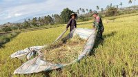 Kolaborasi Bersama Petani, Babinsa Koramil 1425-03 Tamalatea Sukseskan Program Ketahanan Pangan