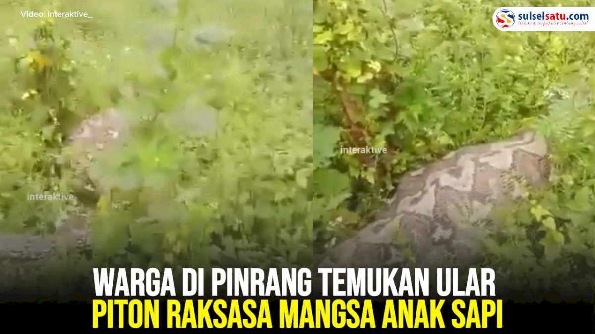VIDEO: Warga di Pinrang Temukan Ular Piton Raksasa Mangsa Anak Sapi