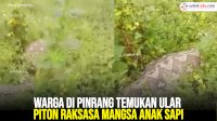 VIDEO: Warga di Pinrang Temukan Ular Piton Raksasa Mangsa Anak Sapi