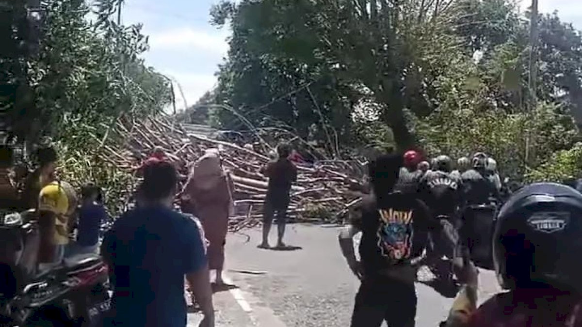 Pohon Tumbang di Jeneponto Tutup Badan Jalan, Warga Pakai Alat Seadanya