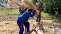 Babinsa Koramil 1425-05 Batang Pendampingan dan Membantu Petani Panen Padi