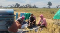 Peduli, Babinsa Koramil 1425-01 Binamu Bantu Warga Panen Padi Tahap II