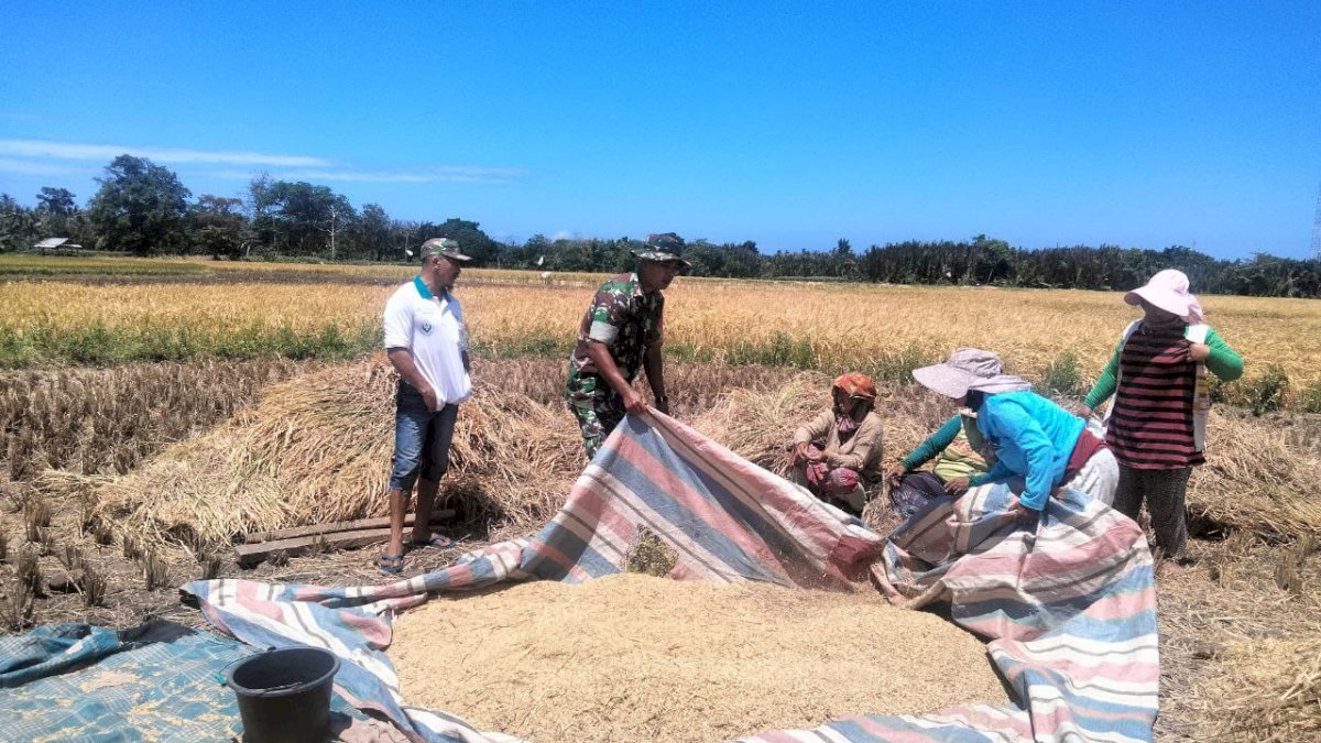 Bantu Petani Panen Padi, Babinsa Koramil Batang di Jeneponto Turun ke Sawah Ditengah Trik Matahari