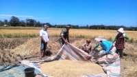 Bantu Petani Panen Padi, Babinsa Koramil Batang di Jeneponto Turun ke Sawah Ditengah Trik Matahari