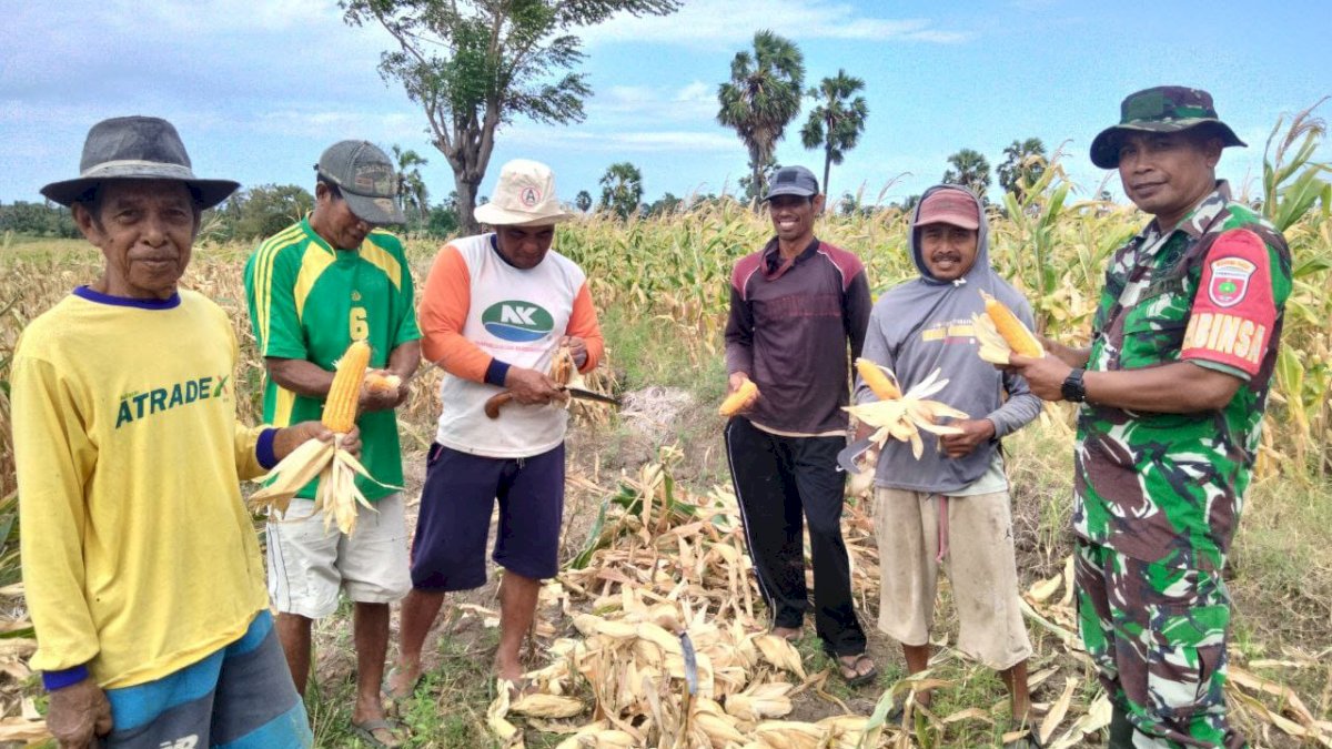 Sukseskan Swasembada Pangan Babinsa Koramil Batang Kodim 1425 Jeneponto Bantu Petani Panen Jagung