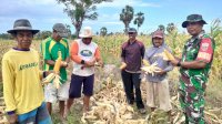 Sukseskan Swasembada Pangan Babinsa Koramil Batang Kodim 1425 Jeneponto Bantu Petani Panen Jagung