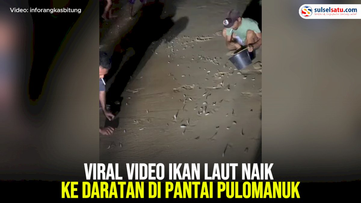 VIDEO: Viral Video Ikan Laut Naik ke Daratan di Pantai Pulomanuk