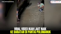VIDEO: Viral Video Ikan Laut Naik ke Daratan di Pantai Pulomanuk