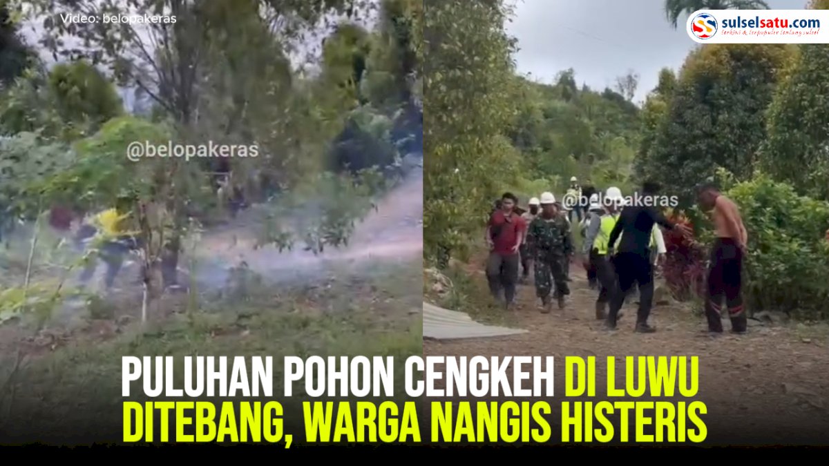 VIDEO: Puluhan Pohon Cengkeh di Luwu Ditebang, Warga Nangis Histeris