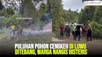 VIDEO: Puluhan Pohon Cengkeh di Luwu Ditebang, Warga Nangis Histeris