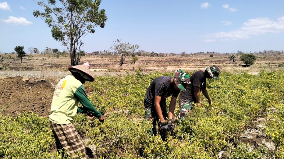 Peduli, Anggota Satgas TMMD Ke-122 Kodim 1425 Jeneponto Bantu Masyarakat Panen Cabai