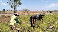Peduli, Anggota Satgas TMMD Ke-122 Kodim 1425 Jeneponto Bantu Masyarakat Panen Cabai