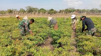 Peduli, Satgas TMMD ke-122 Kodim 1425 Jeneponto Bantu Warga Panen Cabe di Desa Tuju