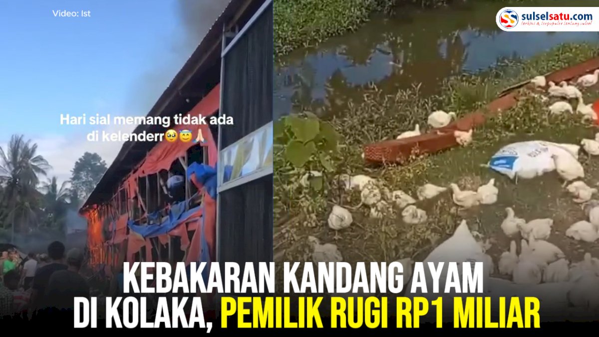 VIDEO: Kebakaran Kandang Ayam di Kolaka, Pemilik Rugi Rp1 Miliar