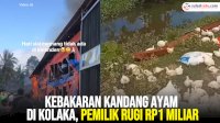 VIDEO: Kebakaran Kandang Ayam di Kolaka, Pemilik Rugi Rp1 Miliar