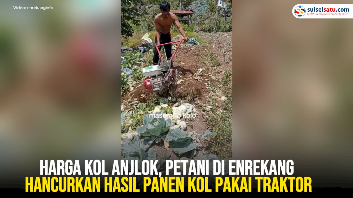 VIDEO: Harga Kol Anjlok, Petani di Enrekang Hancurkan Hasil Panen Kol pakai Traktor