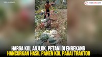 VIDEO: Harga Kol Anjlok, Petani di Enrekang Hancurkan Hasil Panen Kol pakai Traktor