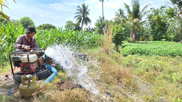 Nawir berhasil mengaliri tanaman di kebunnya berkat pompa air konversi BBG. Foto: Sri Wahyu Diastuti / Sulselsatu.com.