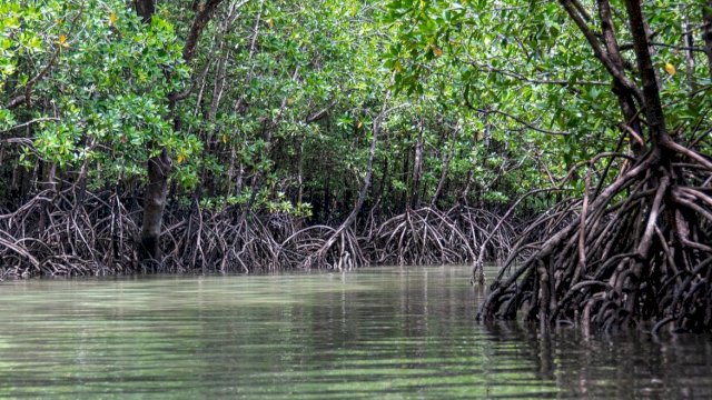 Hutan mangrove. Foto: Istimewa.