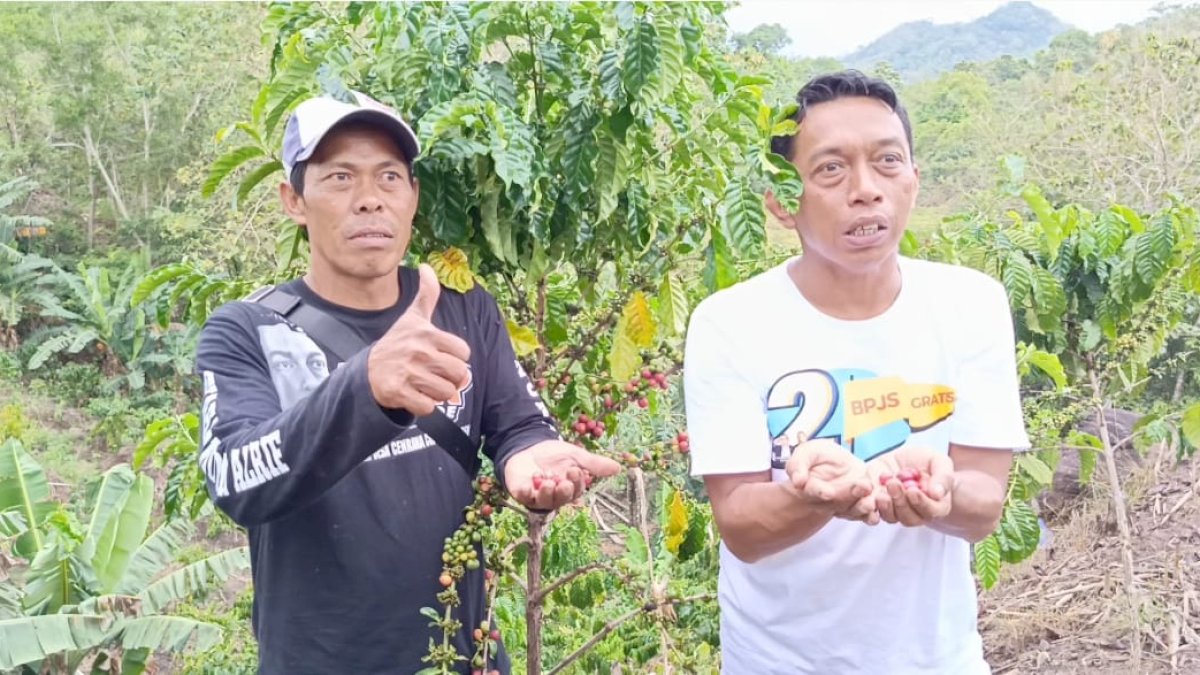 Syaharuddin Alrif Dorong Desa Cenrana Jadi Ikon Kopi Robusta Sulsel