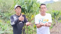 Syaharuddin Alrif Dorong Desa Cenrana Jadi Ikon Kopi Robusta Sulsel