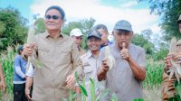 Panen Jagung Perdana, Suardi Saleh Terus Motivasi Petani Arahkan Lahan Produktif