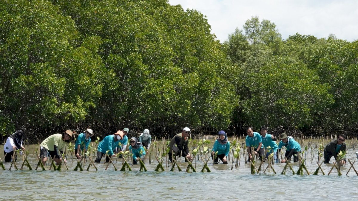 Lanjutkan Aksi Carbon Offset Program, KALLA dan Nelayan Tanam Ribuan Bibit Mangrove di Pangkep