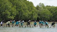 Lanjutkan Aksi Carbon Offset Program, KALLA dan Nelayan Tanam Ribuan Bibit Mangrove di Pangkep