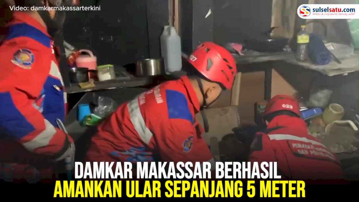 VIDEO: Damkar Makassar Berhasil Amankan Ular Sepanjang 5 Meter