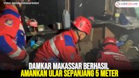 VIDEO: Damkar Makassar Berhasil Amankan Ular Sepanjang 5 Meter