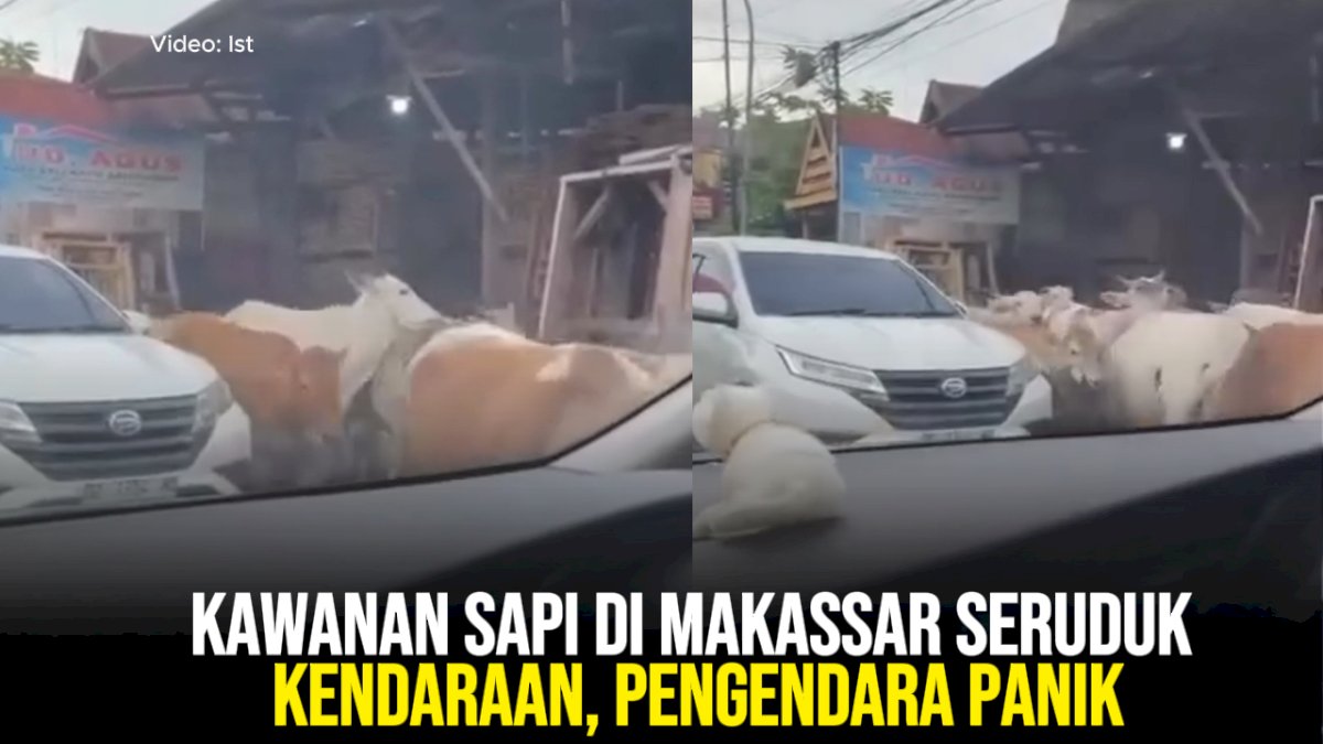 VIDEO: Kawanan Sapi di Makassar Seruduk Kendaraan, Pengendara Panik