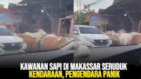 VIDEO: Kawanan Sapi di Makassar Seruduk Kendaraan, Pengendara Panik