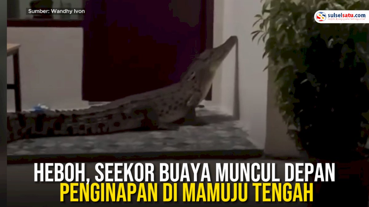 VIDEO: Heboh, Seekor Buaya Muncul Depan Penginapan di Mamuju Tengah