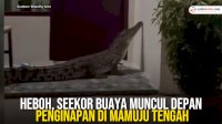 VIDEO: Heboh, Seekor Buaya Muncul Depan Penginapan di Mamuju Tengah