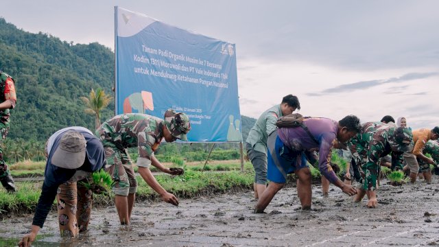 Padi SRI Organik salah satu proyek PT Vale dalam menjaga ketahanan pangan. Foto: Istimewa.