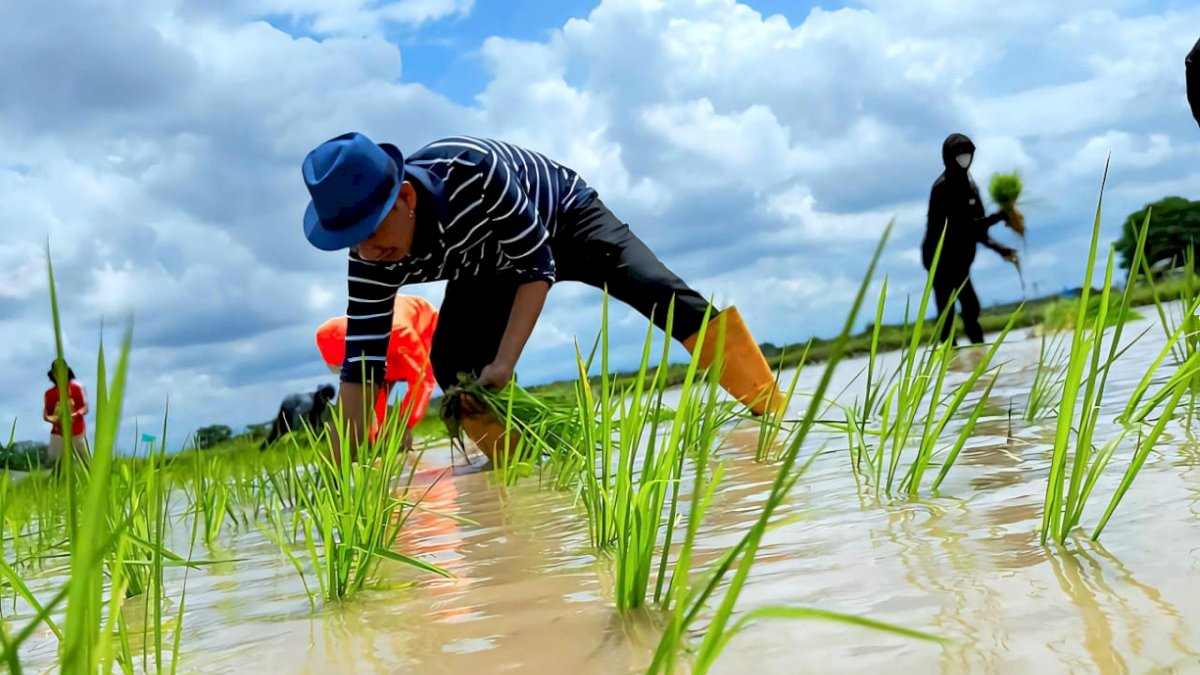 Tanam Padi di Sawah Kampung Halaman, Anggota DPR RI Ini Buktikan Jargon ‘Anak Rakyat’