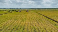 Produksi Beras Nasional 2025 Dipastikan Aman, Pemerintah Optimis Capai Target