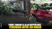 VIDEO: Pohon Tumbang di Jalan Mappanyukki, Pengendara Motor Jadi Korban