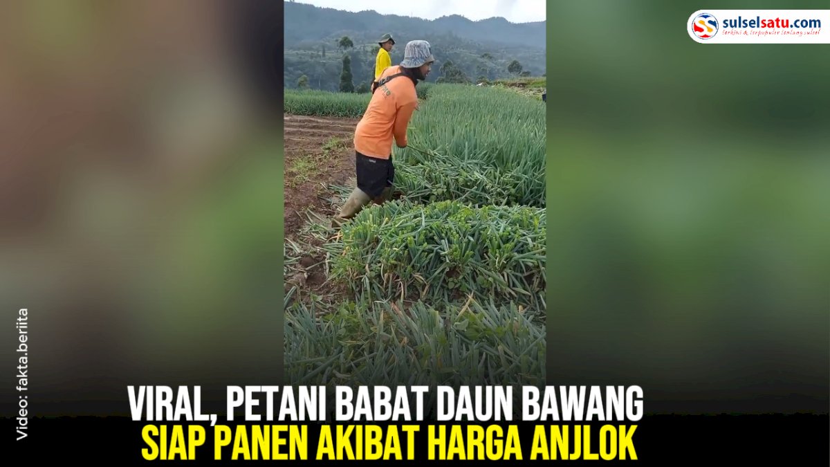 VIDEO: Viral, Petani Babat Daun Bawang Siap Panen Akibat Harga Anjlok