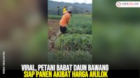 VIDEO: Viral, Petani Babat Daun Bawang Siap Panen Akibat Harga Anjlok